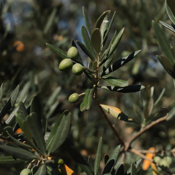 Crema antiarrugas con aceite de oliva La Provençale Bio · La Provençale Bio  · El Corte Inglés